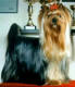 ICh. Zorra Wonder of Love